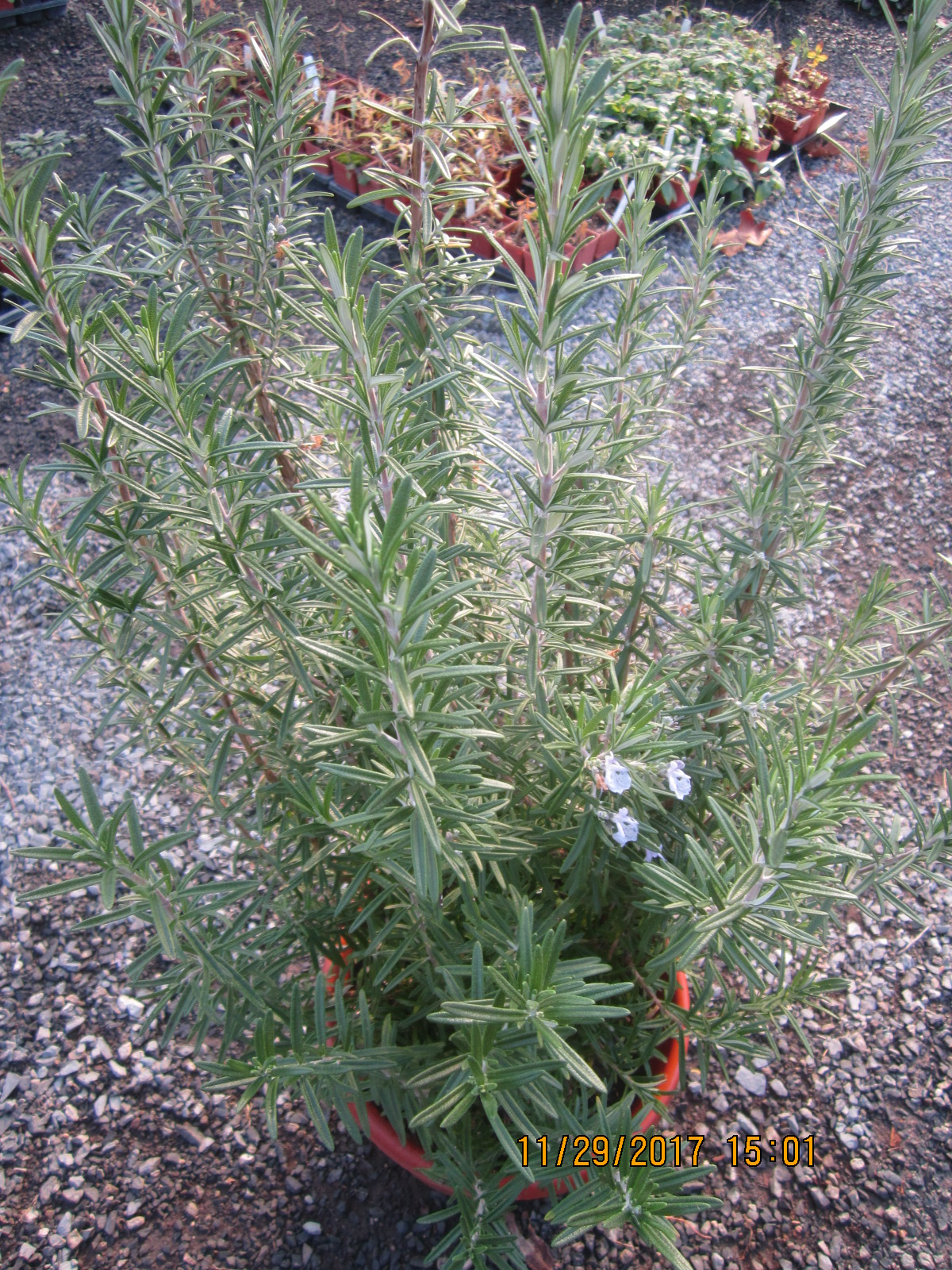 ROSEMARY GORIZIA [HERBROSGRI] Zen Cart!, The Art of