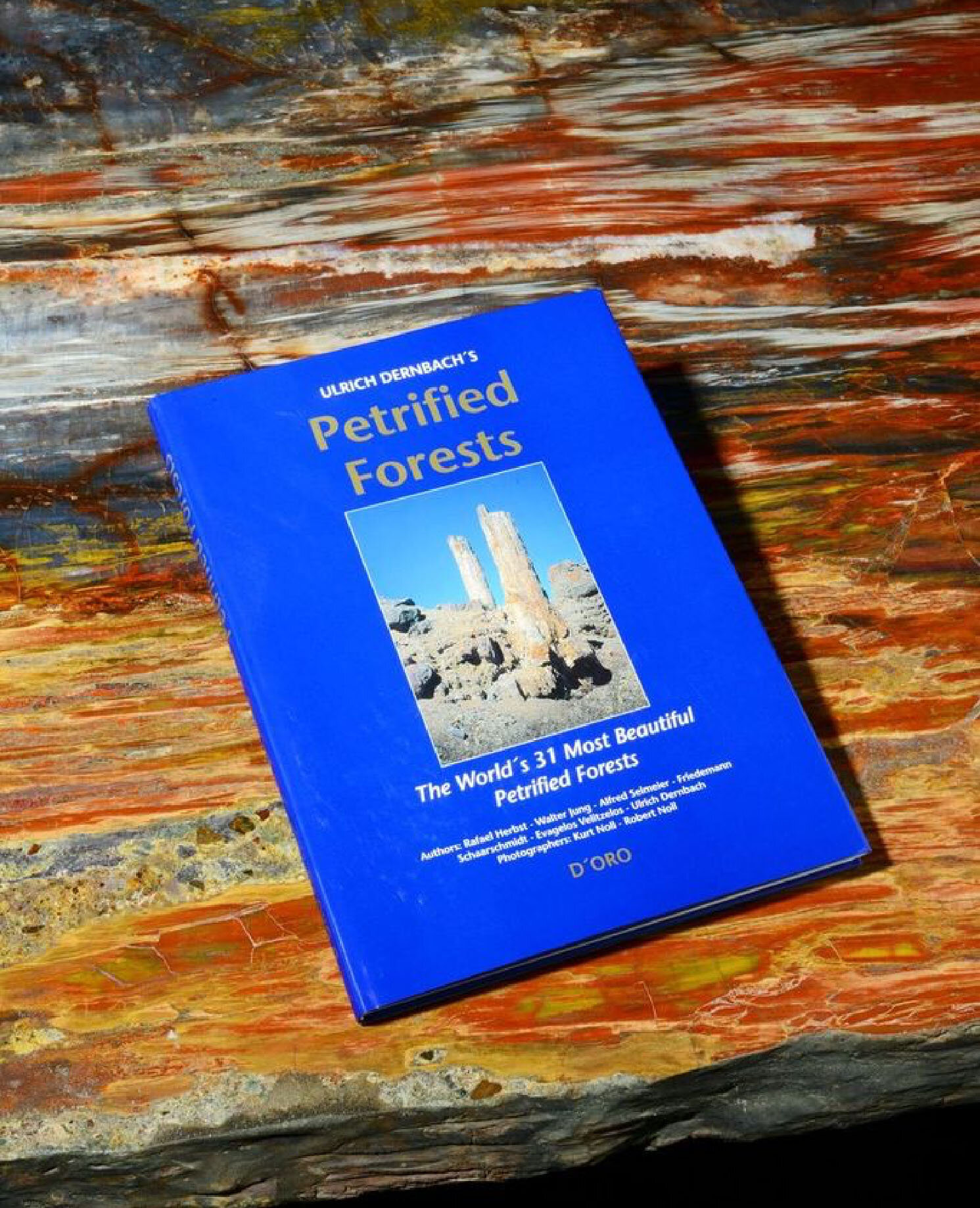 Everything You Need to Know About Petrified Wood RUSSELLZUHL