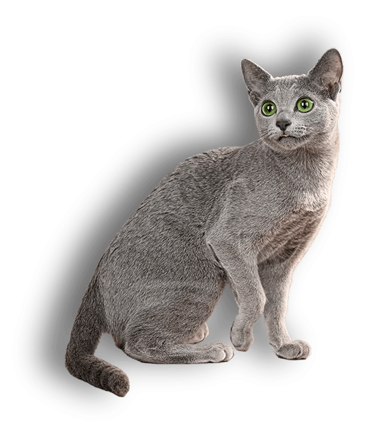 Home Russian Blue Cattery