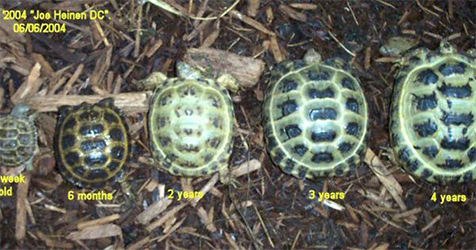 How Big Do Russian Tortoises Get In Size? [2022 Answer]