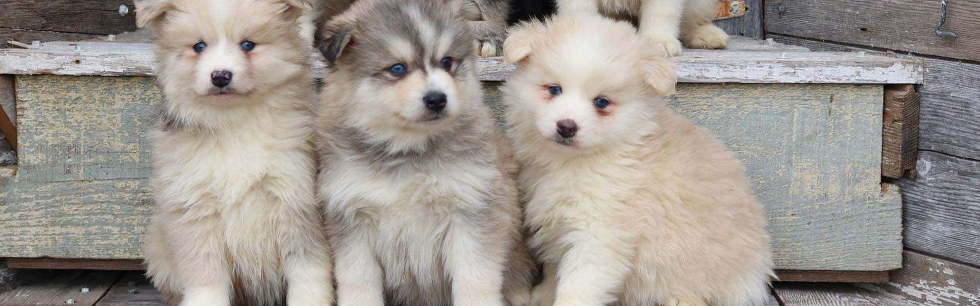 Pomsky Puppies for Sale Missouri Artic Spitz Puppies