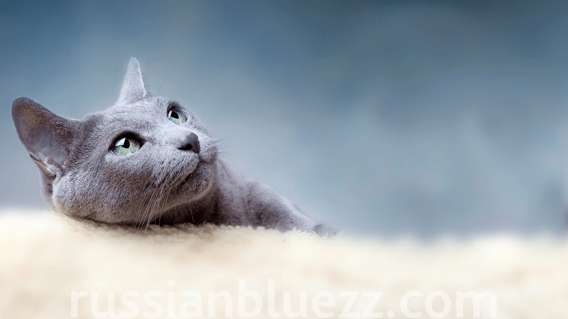 Russian blue kittens Main page Russian Blue`zz Cattery