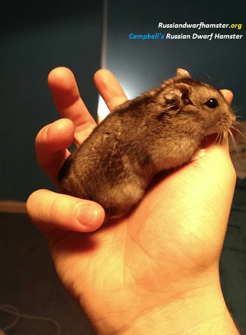 The song covers when to use grams, kilograms, litres. Russian Dwarf Hamster Facts Most Common Questions Answered