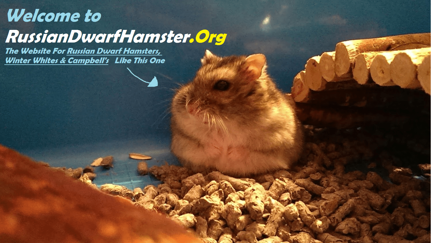 Best Cage For Russian Dwarf Hamster How To Save Money!