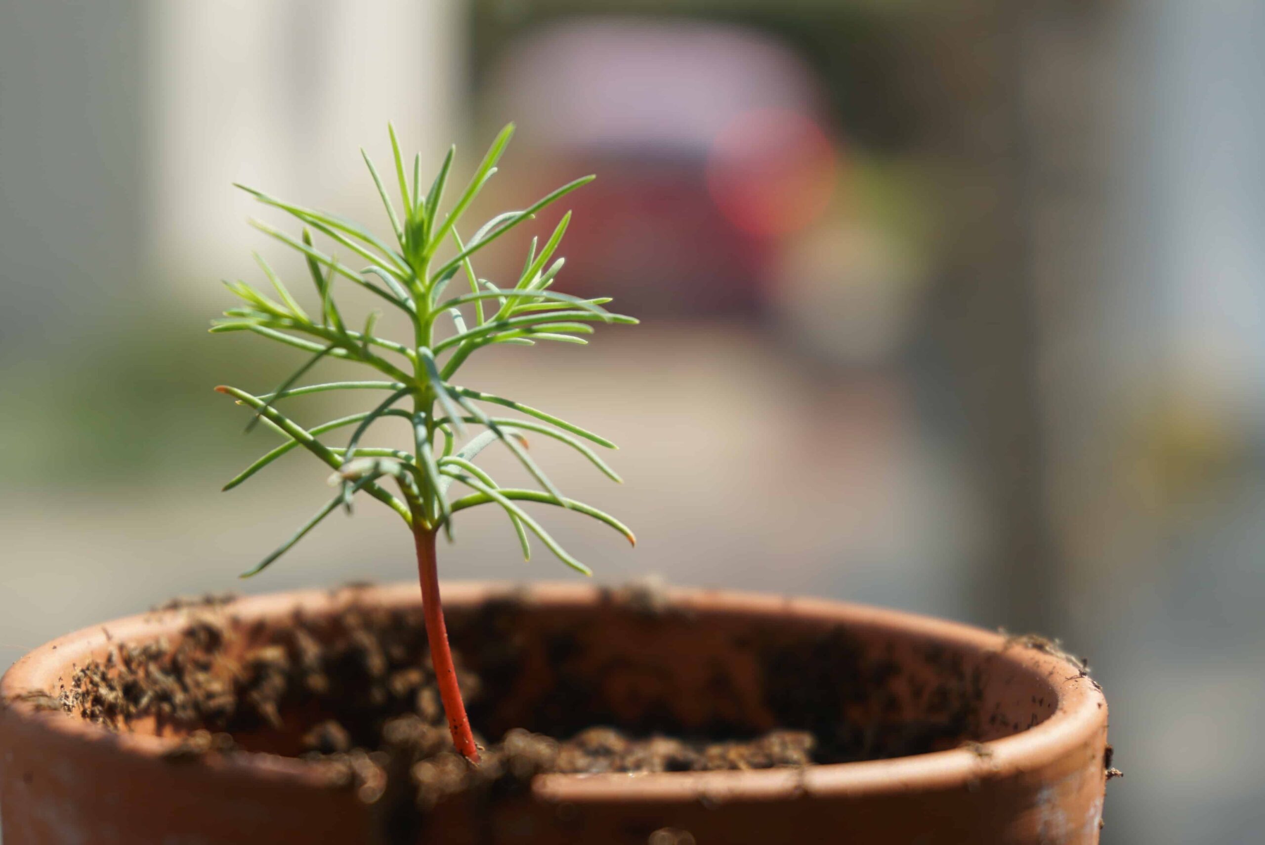 Redwood Tree Planting in Jenner