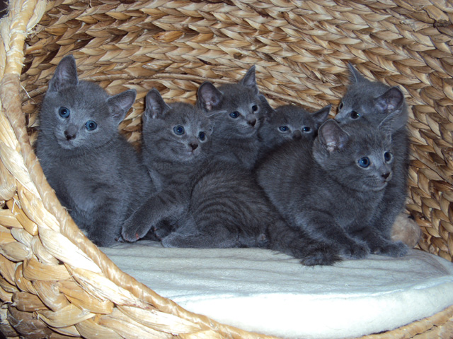 AWurf Russisch Blau Cattery von Malyschka Russisch Blau, Rastatt