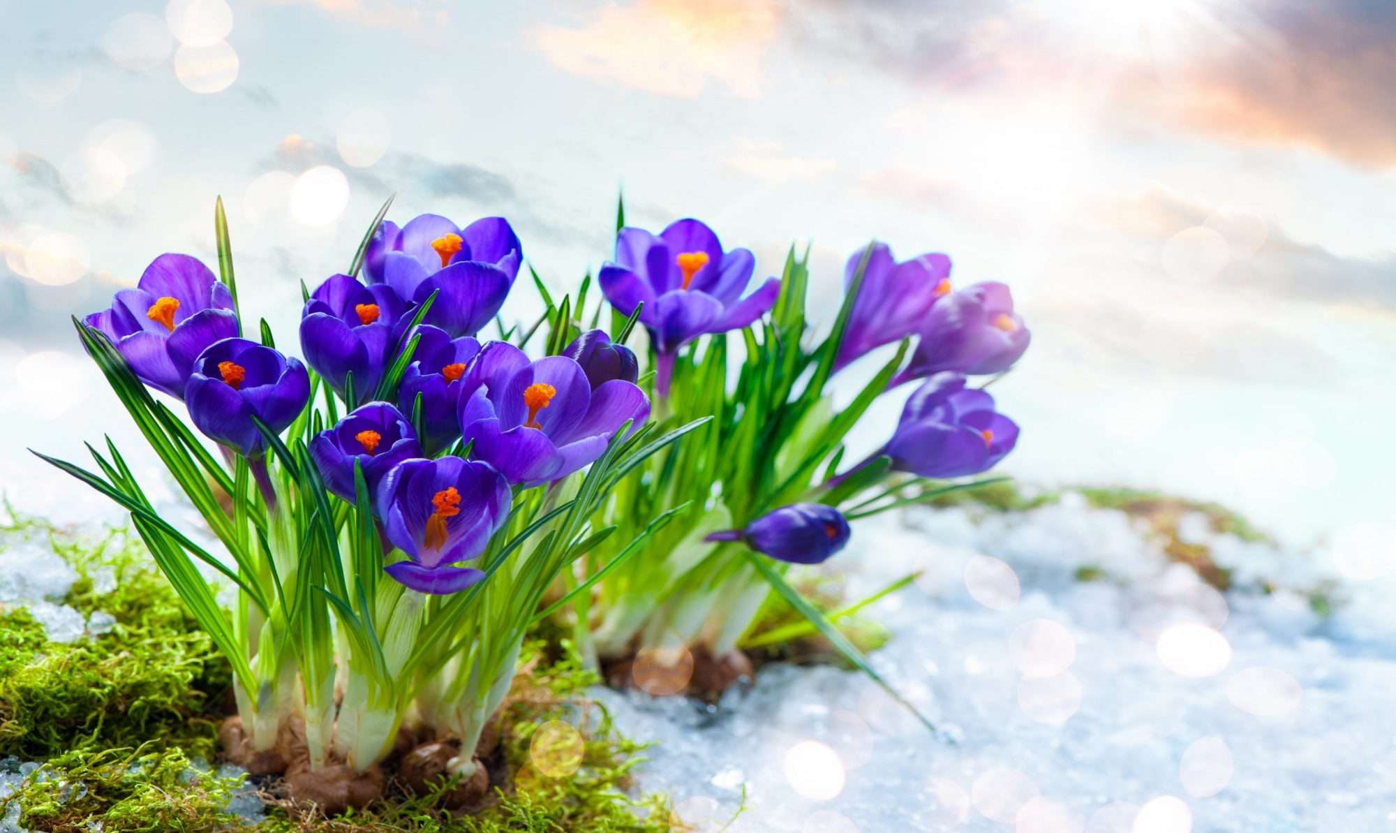 5 Outstanding Things That Arrive With Spring rusted fence