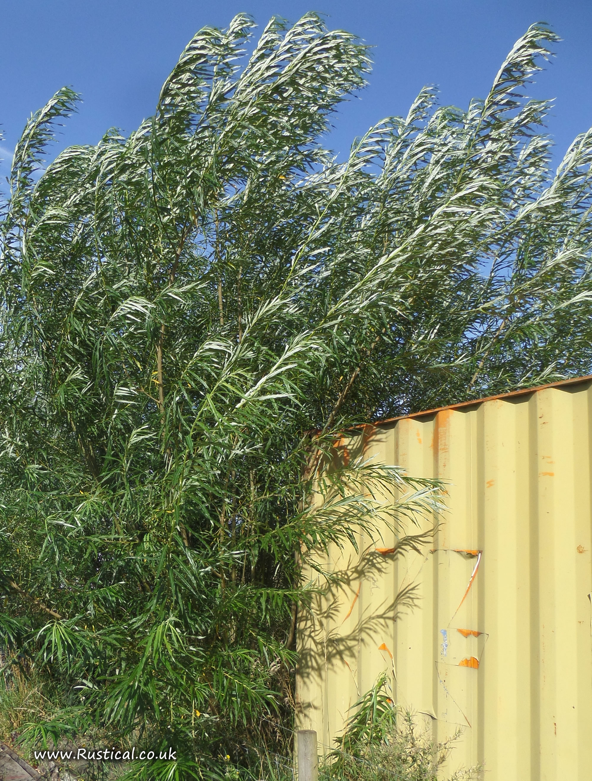 Growing SRC willow for firewood Rustical