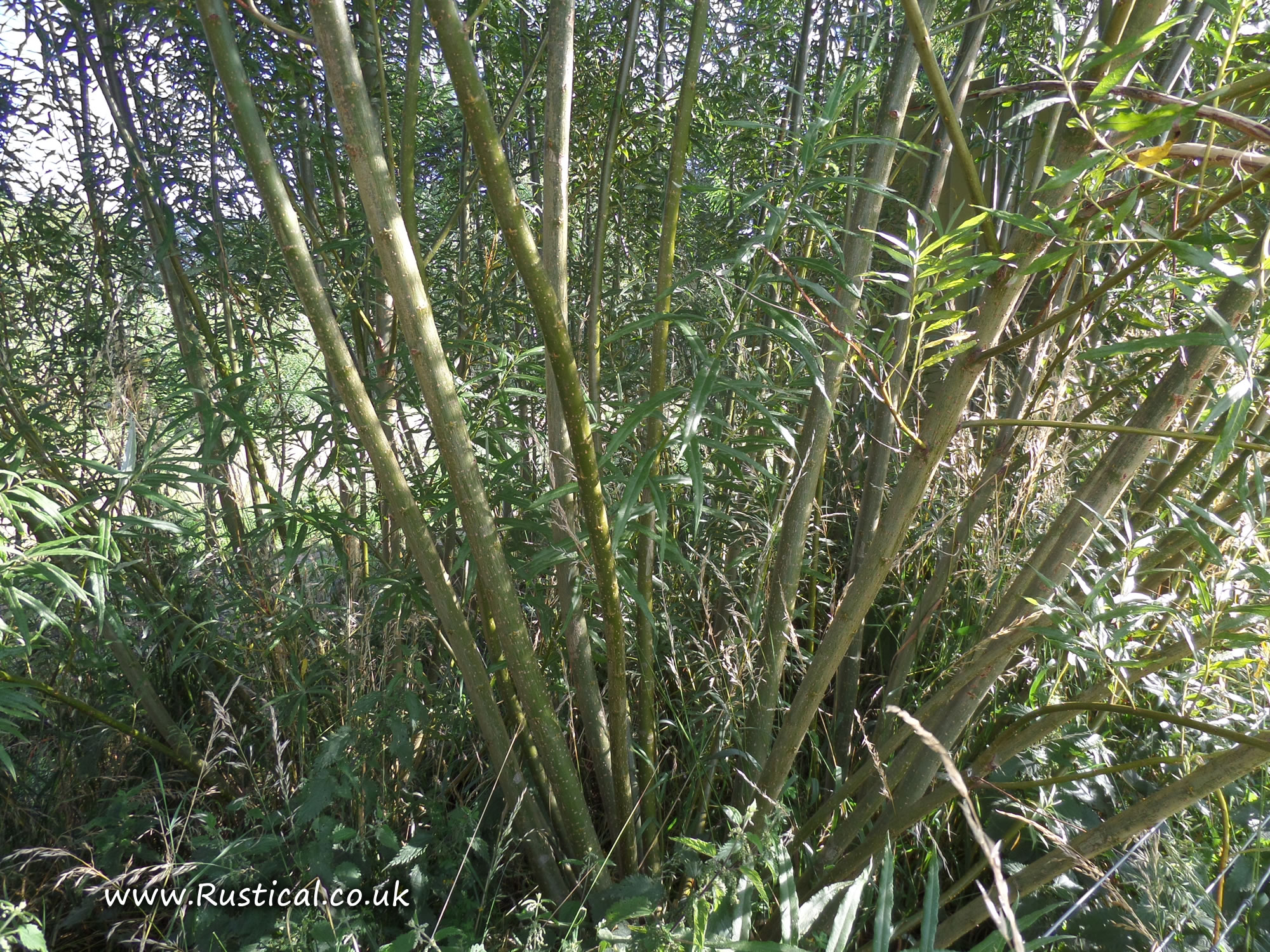 Growing SRC willow for firewood Rustical