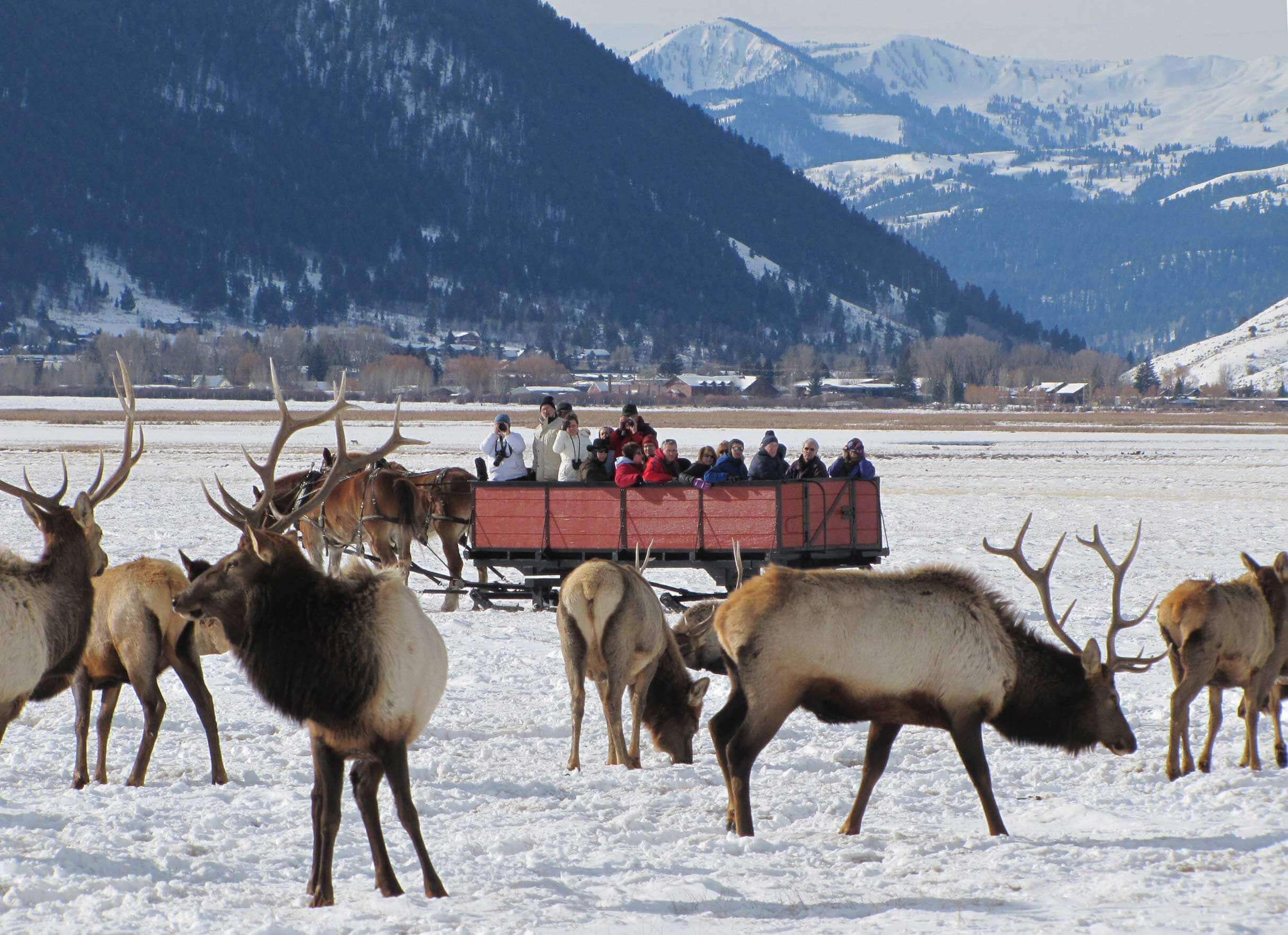 Sleigh Rides & Dinner in Jackson Hole, WY Rustic Inn Resort