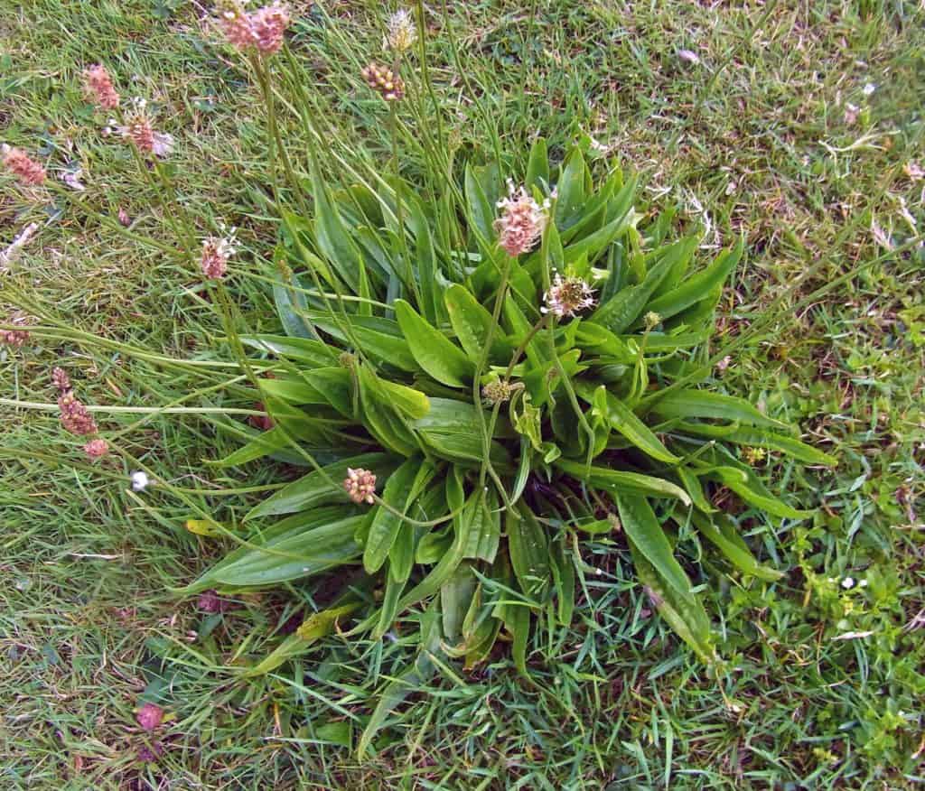 What Does Plantain Look Like How to Identify Two Species of this