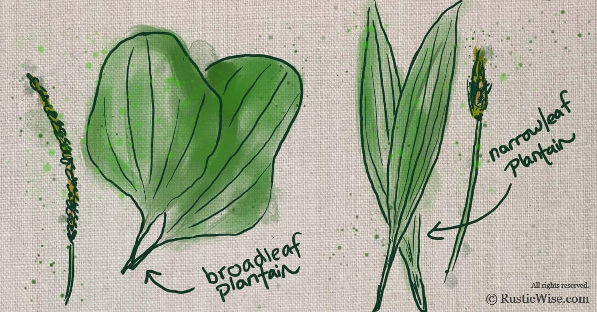 What Does Plantain Look Like How to Identify Two Species of this Practical Plant RusticWise
