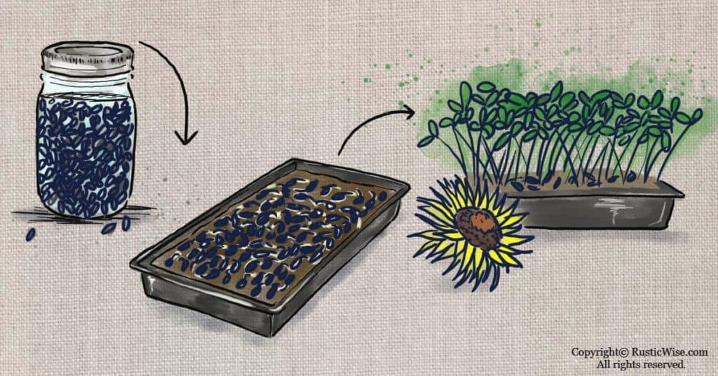How To Grow Sunflower Microgreens Tips for Success RusticWise