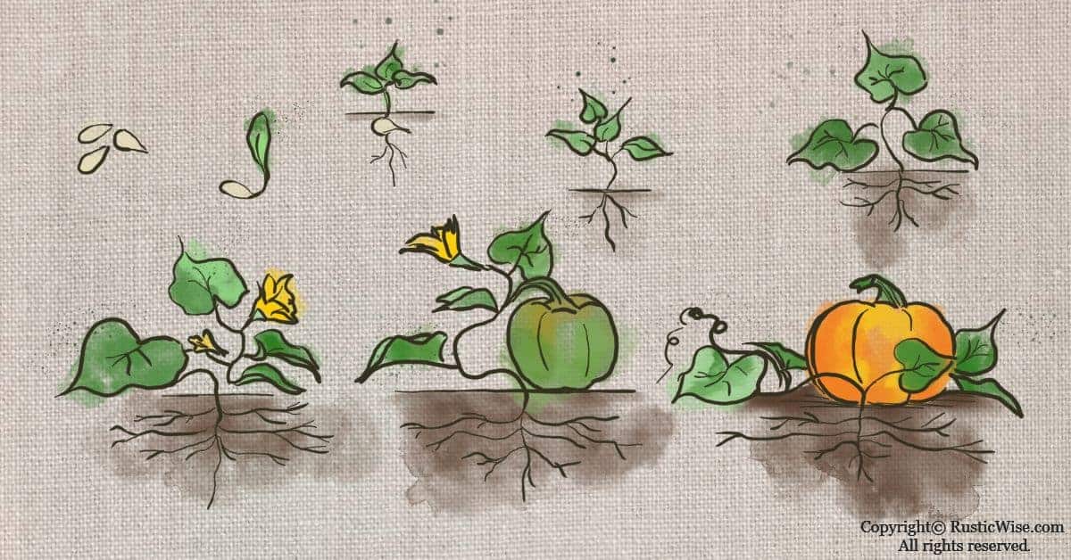 Pumpkin Seed Germination How To Sprout Pumpkin Seeds and Other Tips