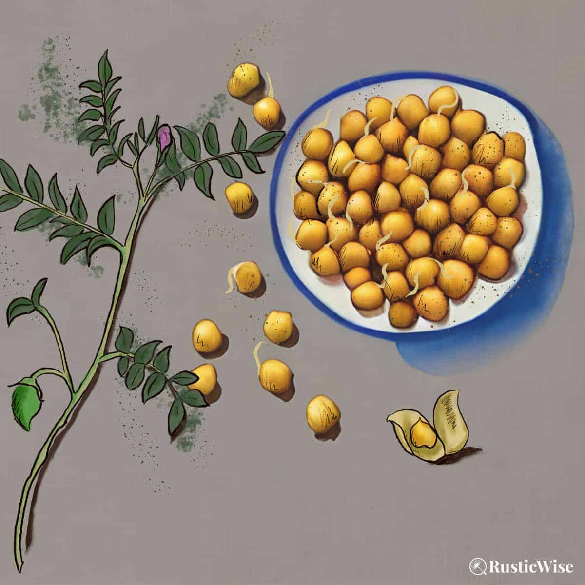 How To Grow Chickpea Sprouts (aka Garbanzo Beans) RusticWise