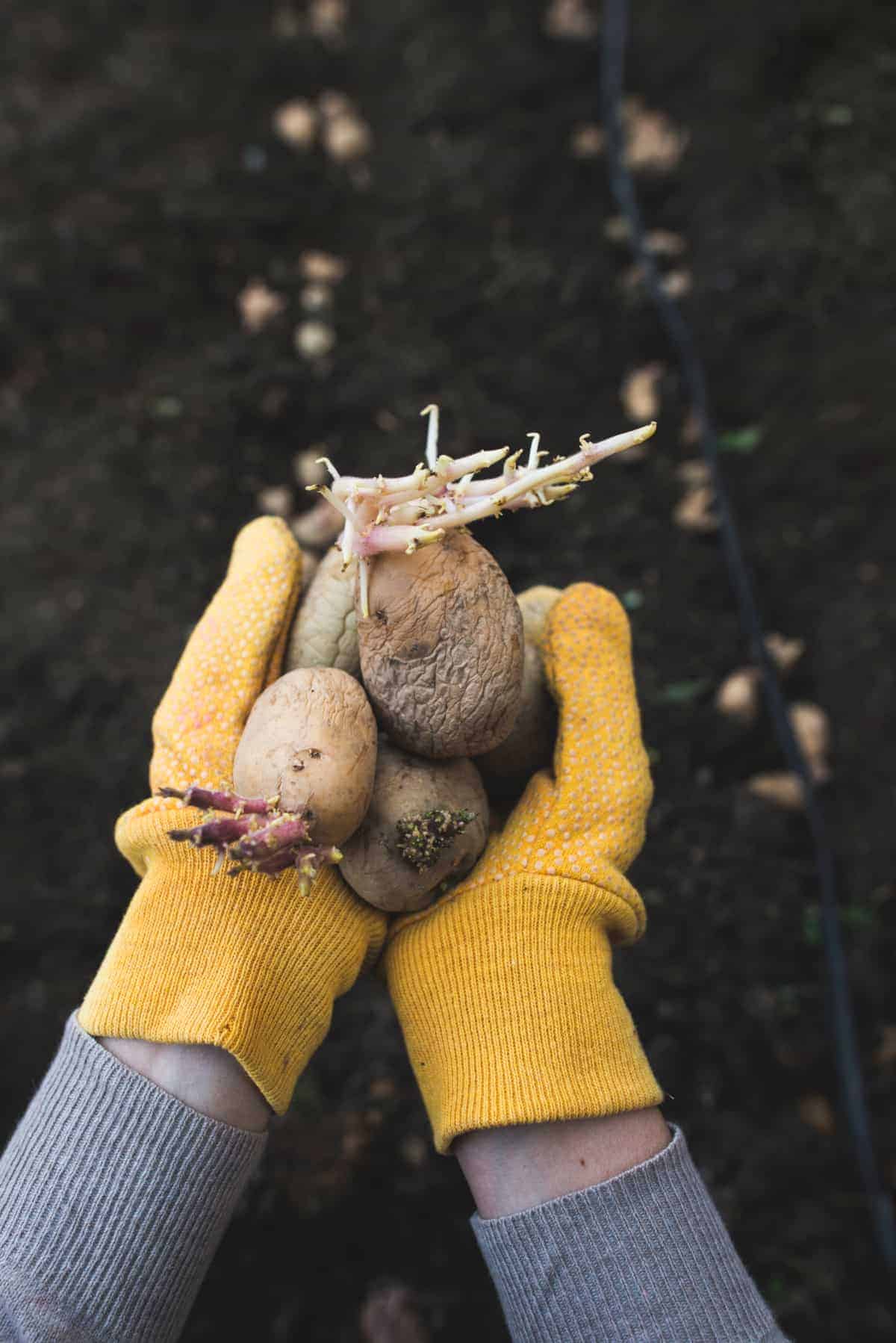 How to Plant Potatoes With Long Sprouts (Don’t Toss Those Taters