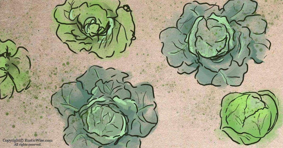 Growing Cabbage in Winter + 5 Easy Cabbage Recipes » RusticWise