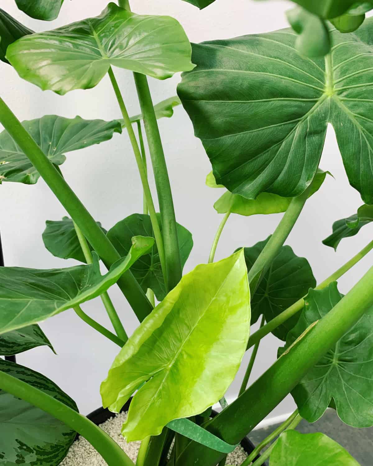 How To Care for Elephant Ear Plant Indoors and Outdoors » RusticWise
