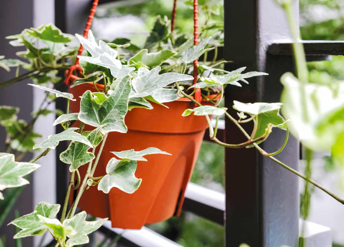 10 Best Indoor Hanging Plants for Low Light Environments » RusticWise