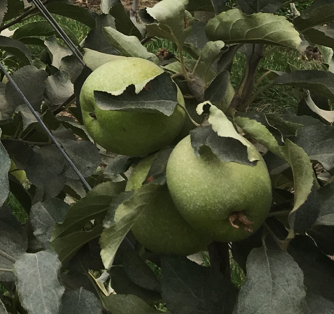 Modification and Plant Breeding Rust Nutrition Services