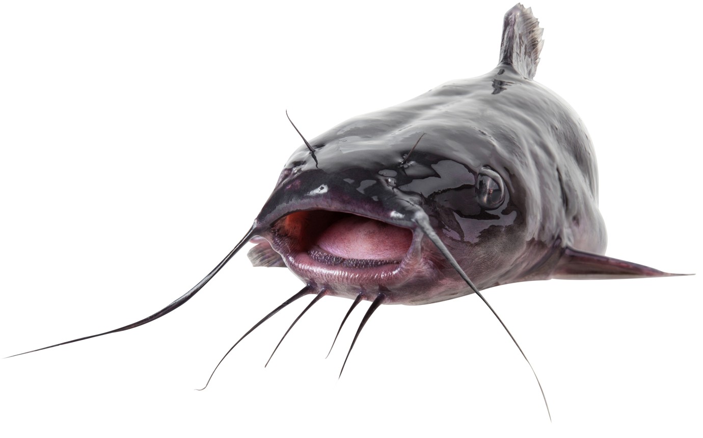 Channel Catfish Blue Catfish vs Channel Catfish Best Rods & Reels