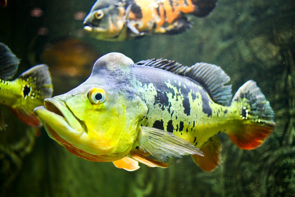 Types of Bass Fish Black Basses Temperate Asian