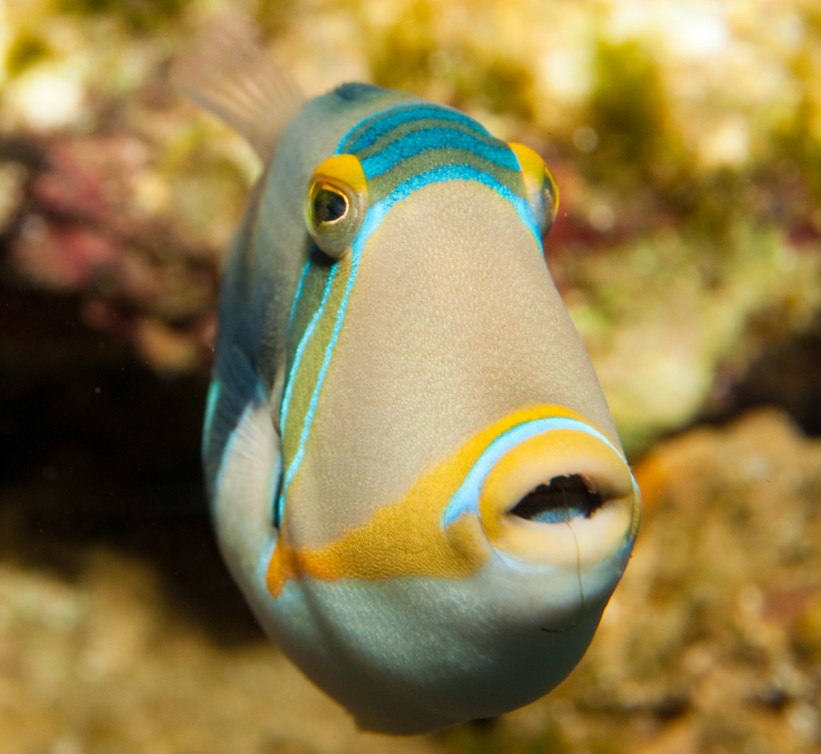 News Where to Find Reef Trigger Fish 2000 Daily
