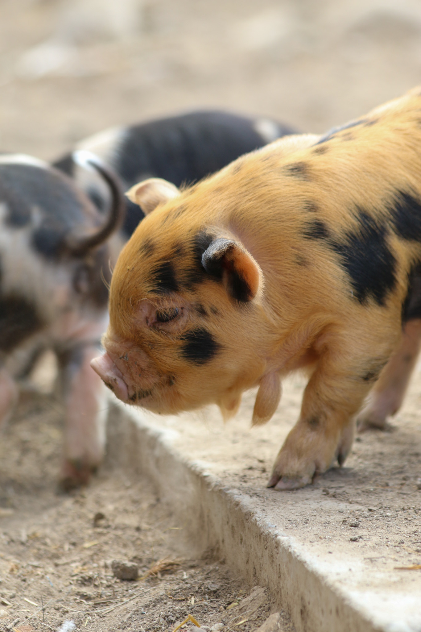 Web i have 2 pure, unregistered kune kune pigs. Tiny & adorable baby guinea pigs pet male guinea pig 1/18 · phoenix:. All Reserved KuneKune Piglets Rusty Bench Farm and Orchard
