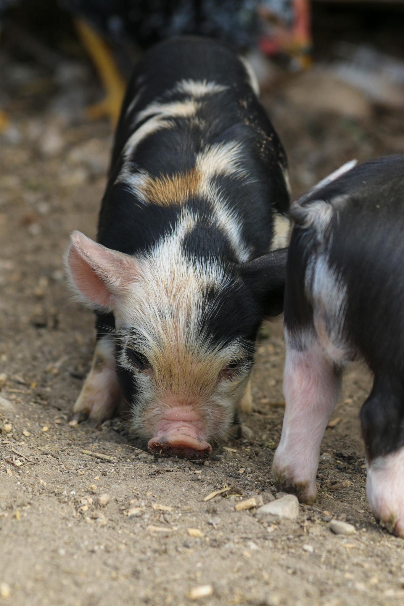 Tiny & adorable baby guinea pigs pet male guinea pig 1/18 · phoenix:. Small litter of kune kune. All Reserved KuneKune Piglets Rusty Bench Farm and Orchard