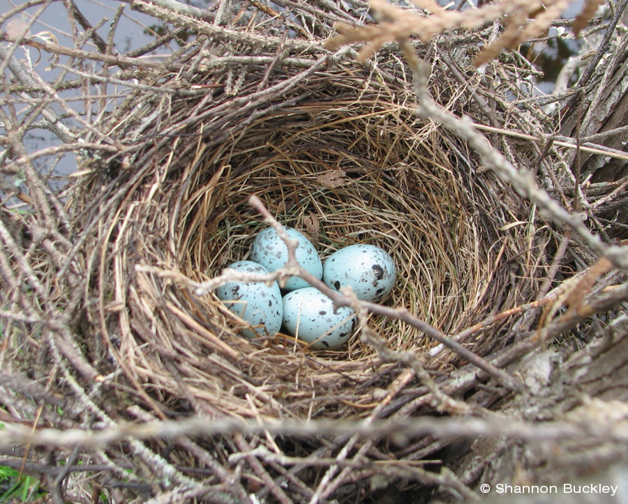 Rusty Blackbird Breeding