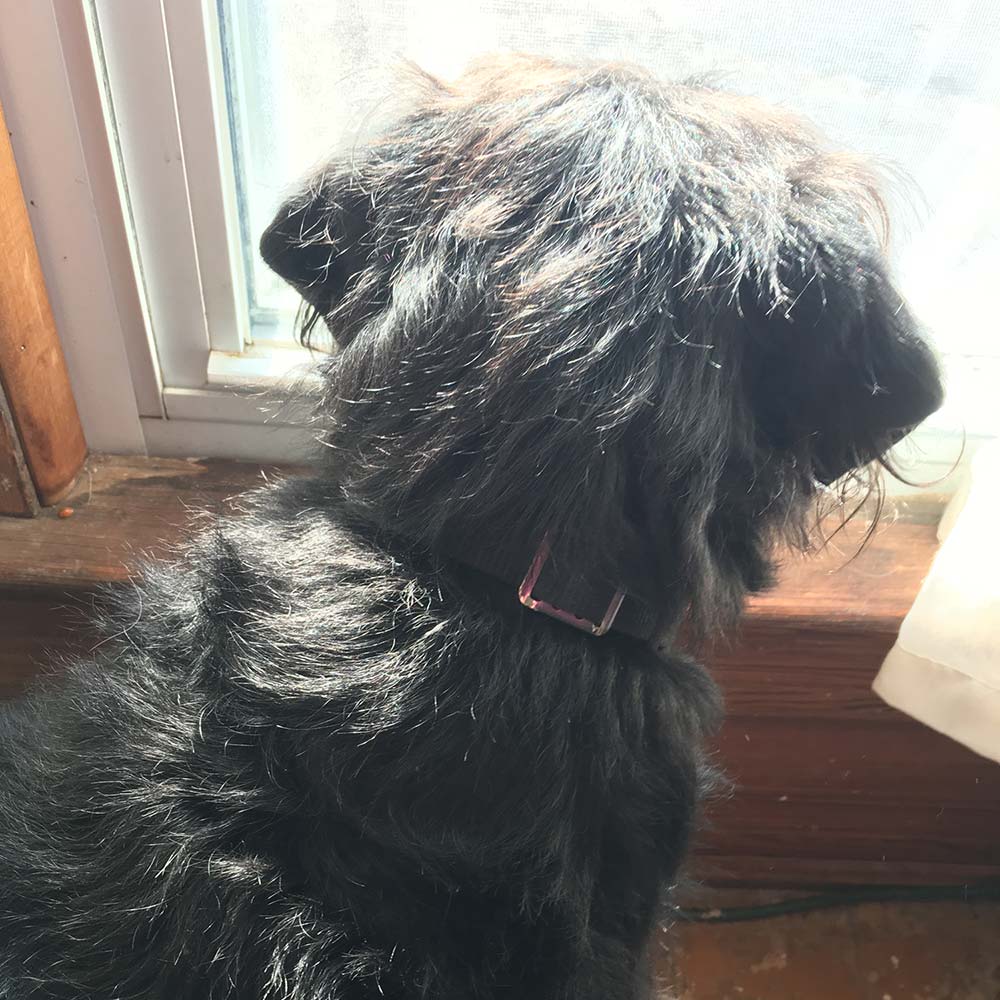 Cooking, Dogs, and Rearranging Furniture Rusty Fox Farm