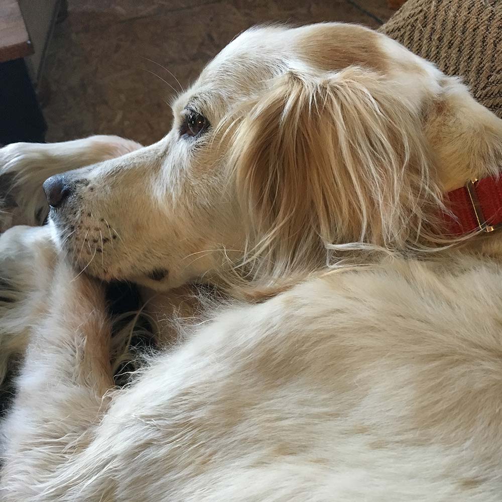 Cooking, Dogs, and Rearranging Furniture Rusty Fox Farm