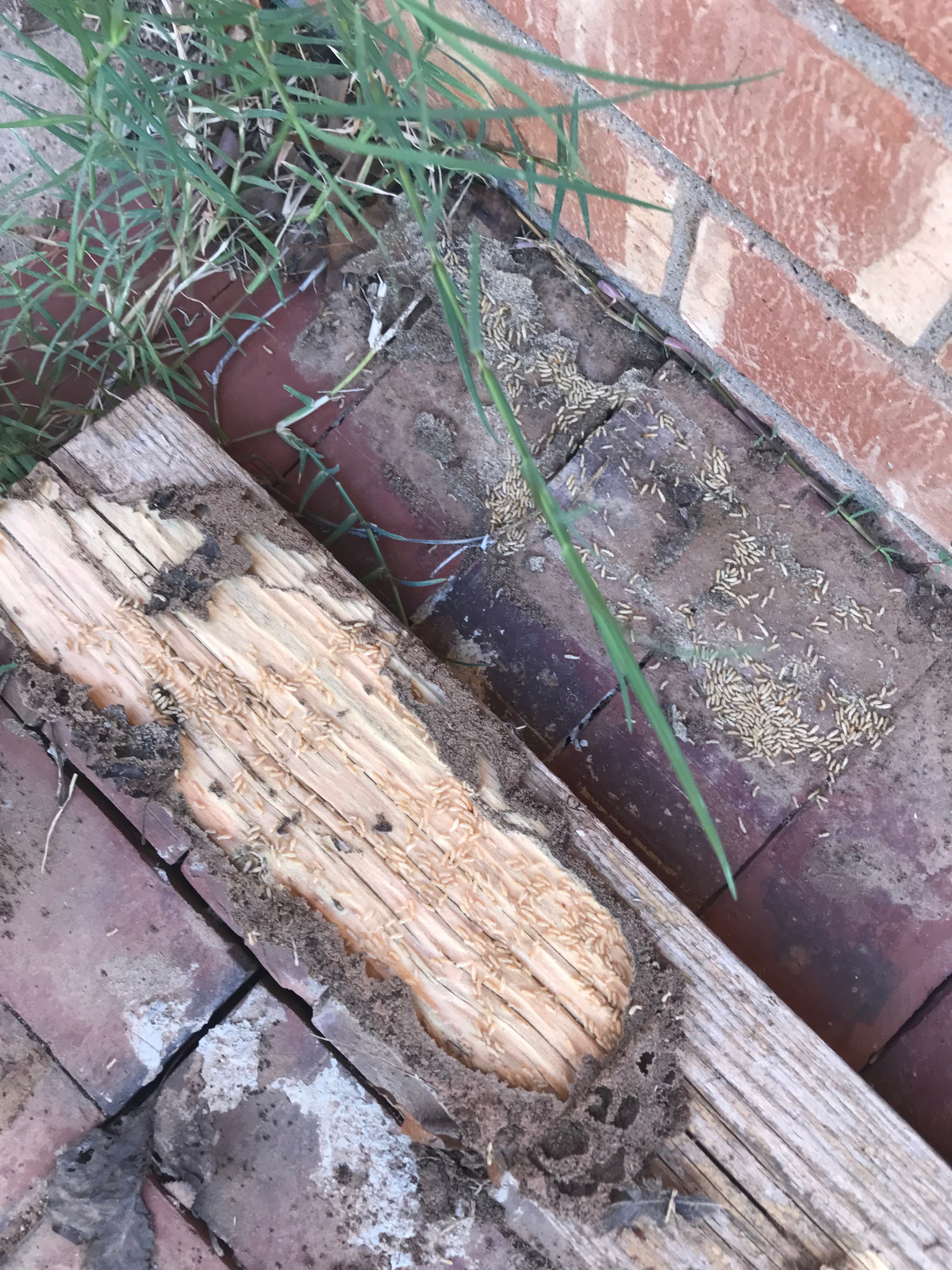 Gallery Of Pest Control in Lubbock Pest Control in Lubbock, Texas