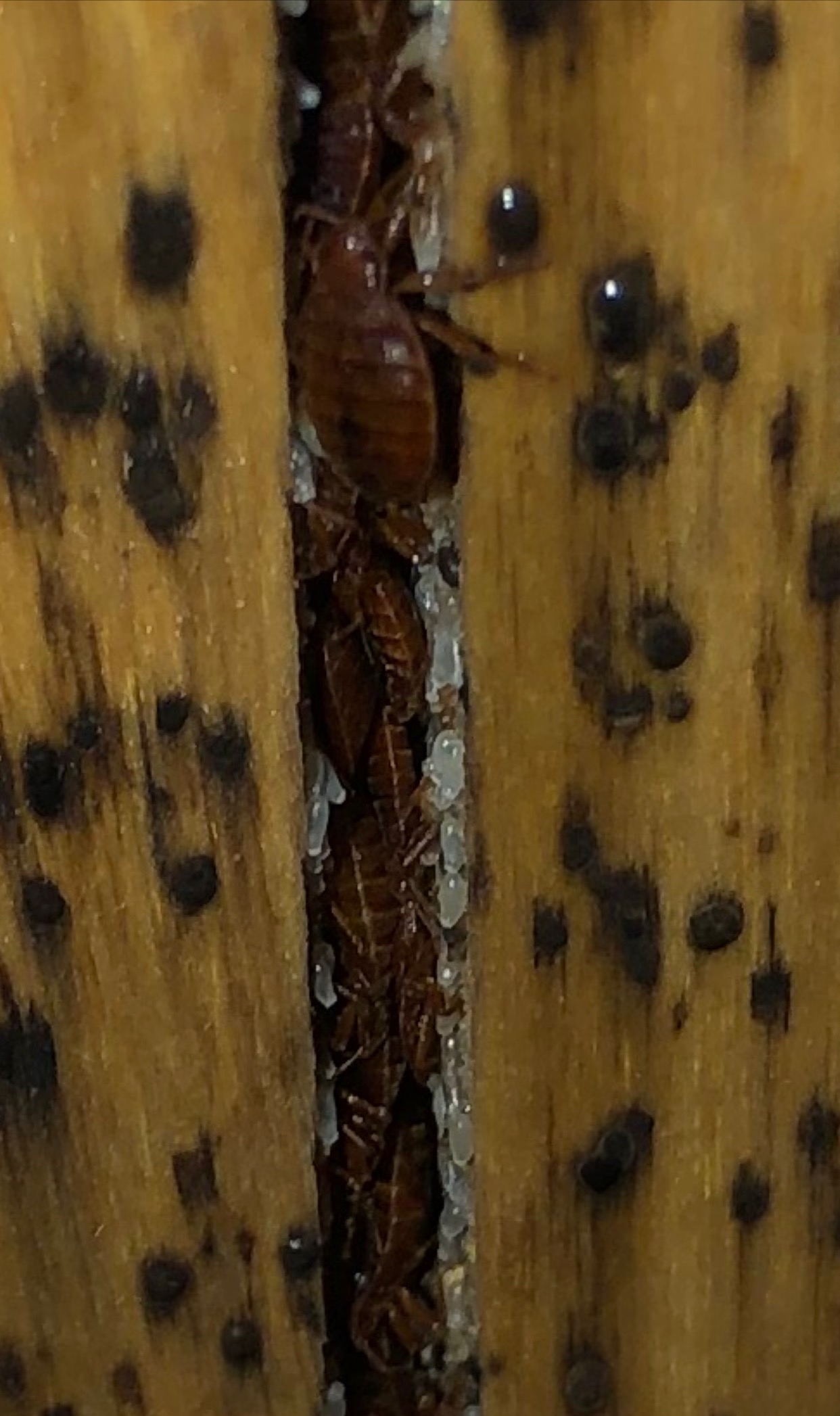 Gallery Of Pest Control in Lubbock Pest Control in Lubbock, Texas