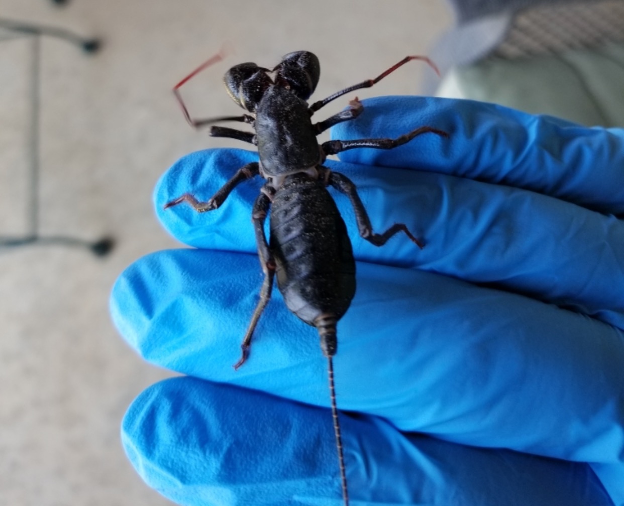 Gallery Of Pest Control in Lubbock Pest Control in Lubbock, Texas