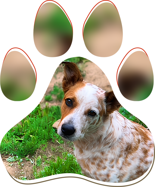 Dog Wellness Products Rusty The Red Heeler