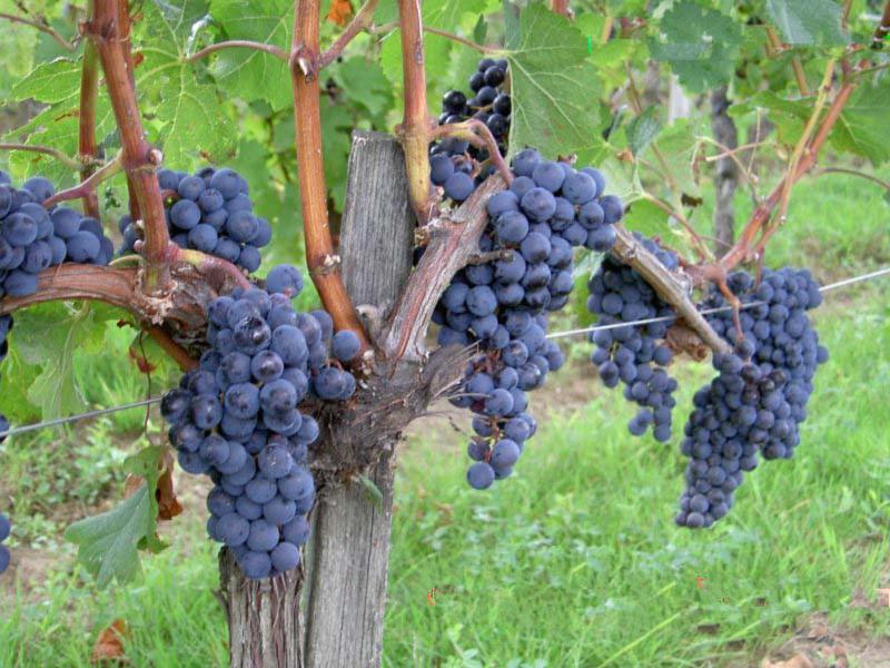 ViticultureTable Grapes Rutec PTY Ltd