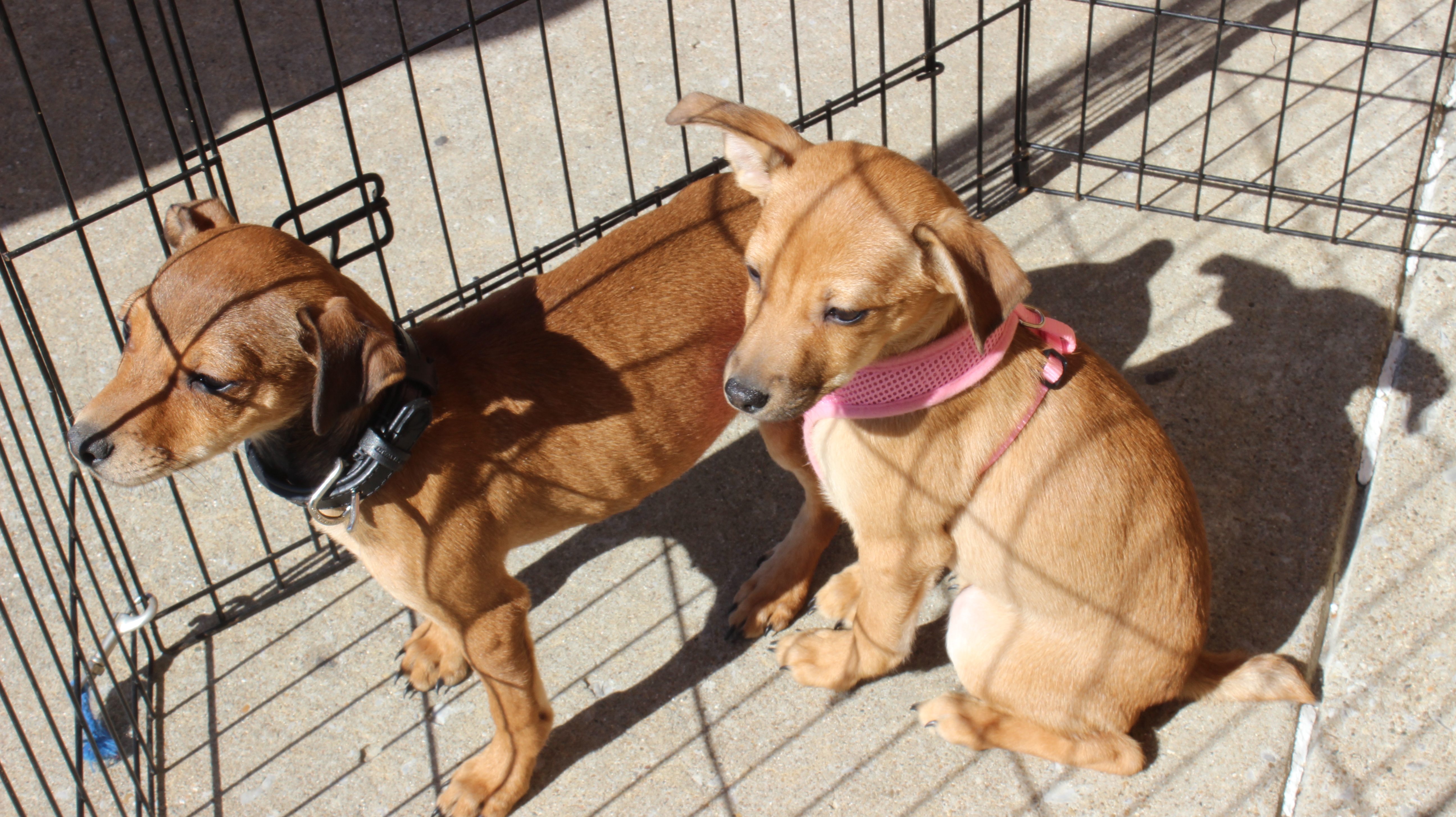 Adopt Locally Rutherford Source