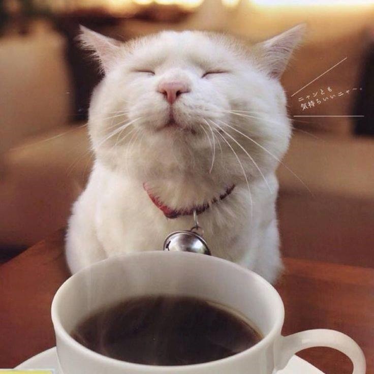 Cat Cafe Arriving by Early 2018! Rutherford Source