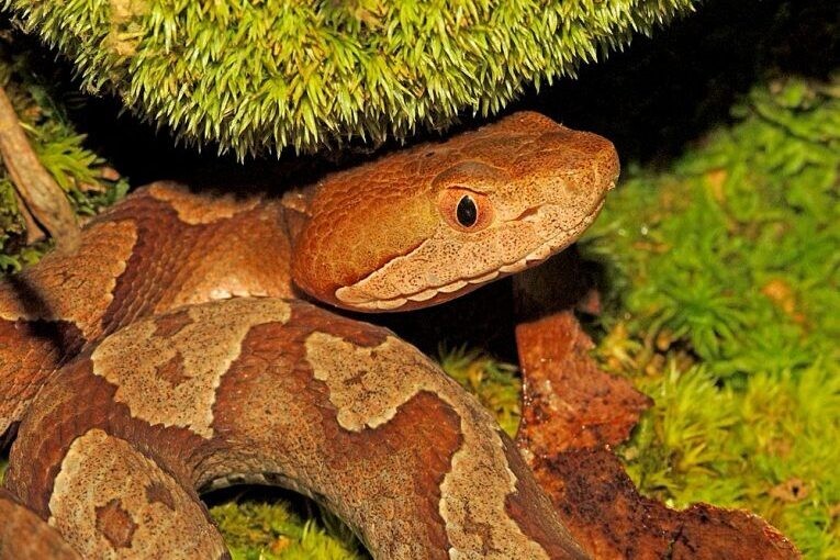 4 Venomous Snakes Found in Tennessee Rutherford Source