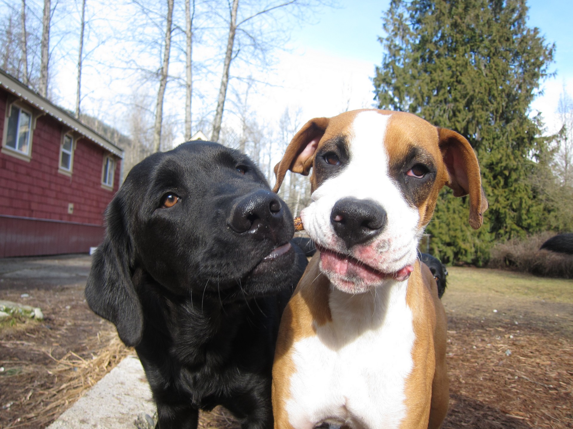 Ruth's Pet Hotel While you cats are away, let your dogs play!