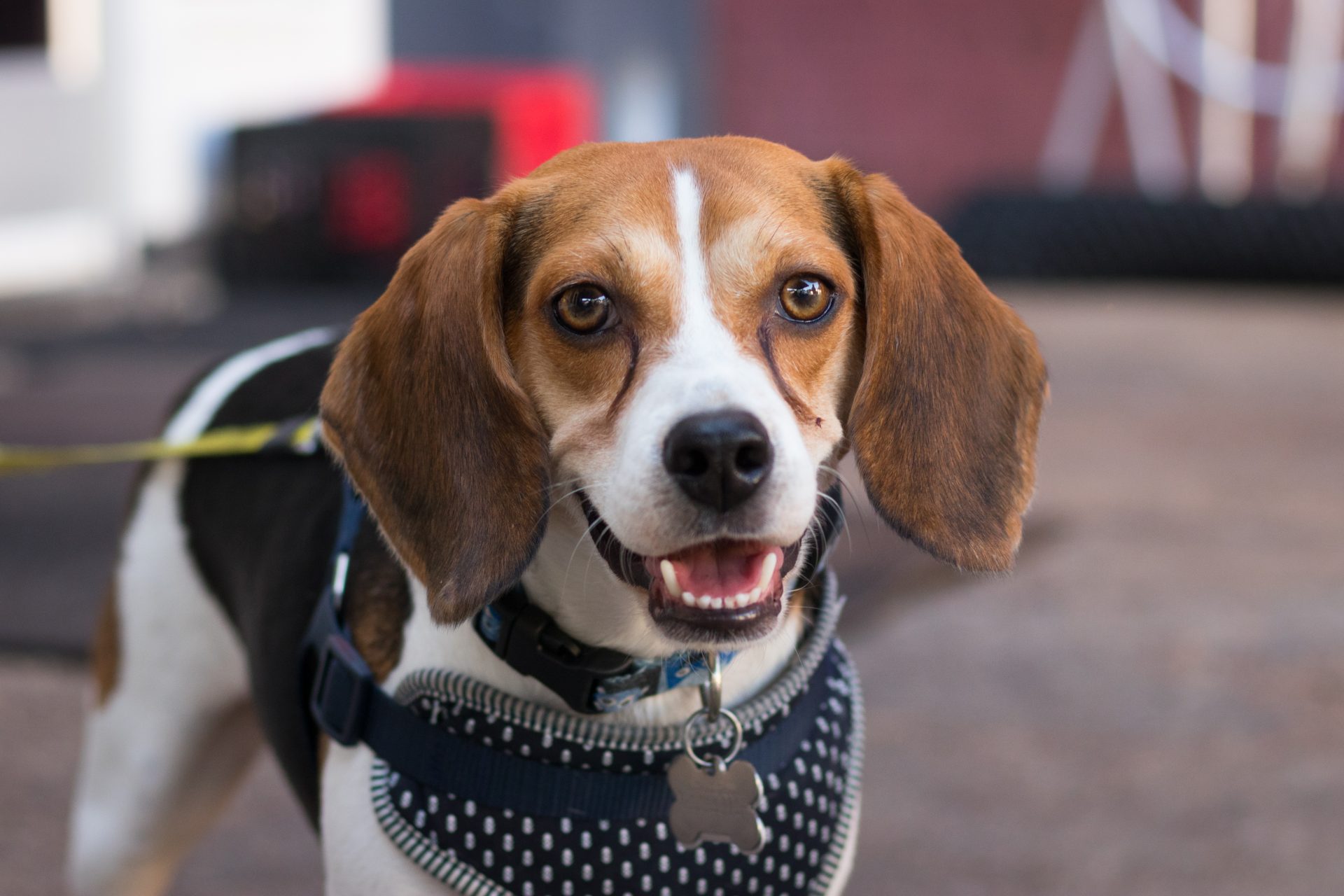 'Every dog has a story' Dogs of Richmond Instagram vows to tell them