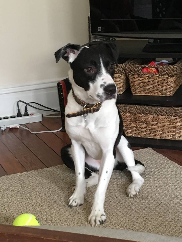 Have you seen Brook the black and white lab mix?