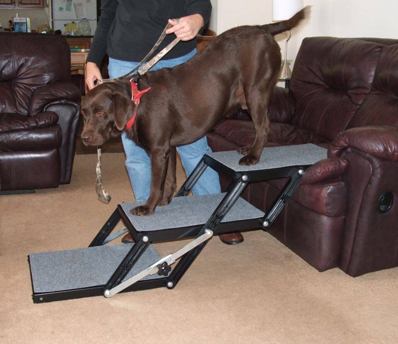 Dog Ramps for RVs Look After Your Best Friend on the Road