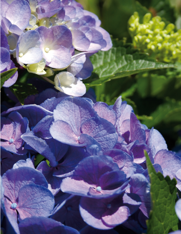 Beautiful Blooms The Stately Hydrangea Central Virginia HOME Magazine