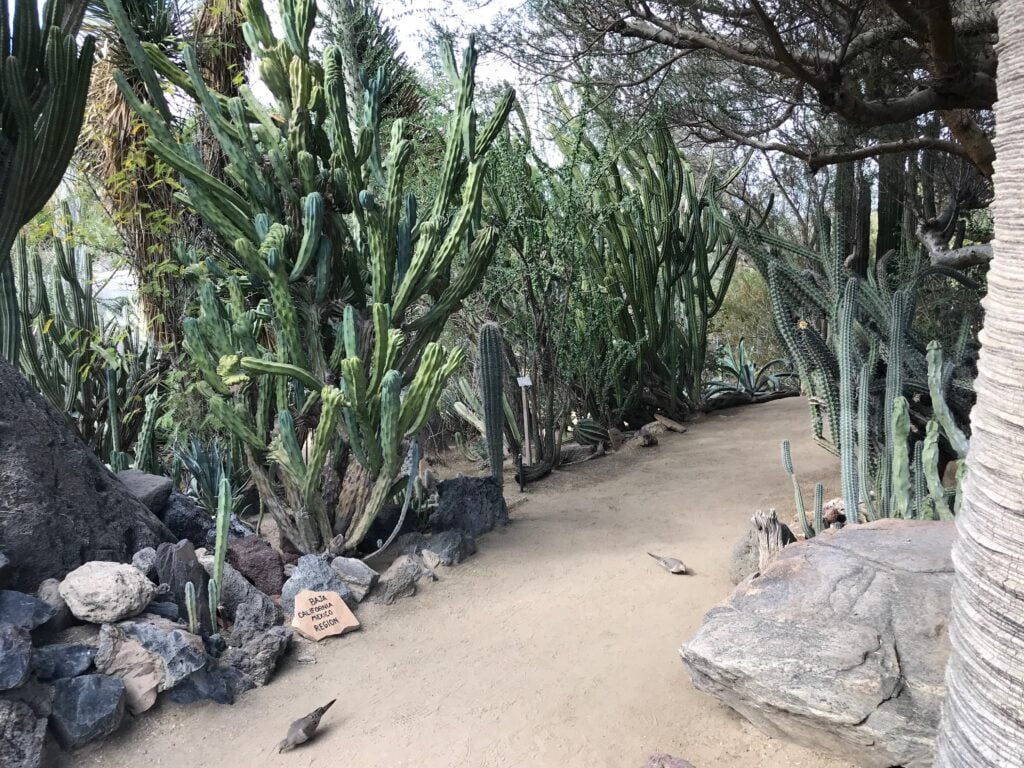 Best Cactus Garden In The US Palm Springs, California