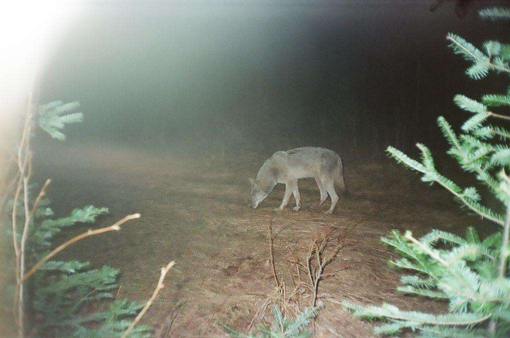 Howling For Wolves In Michigan's Upper Peninsula Roadtreking