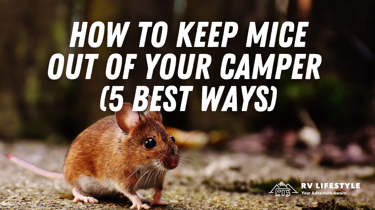 How To Keep Mice Out Of Camper (5 Best Ways) RV Lifestyle
