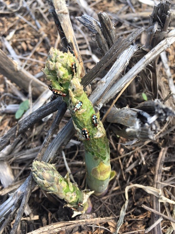 Common Asparagus Beetle Management During Harvest Season Cornell