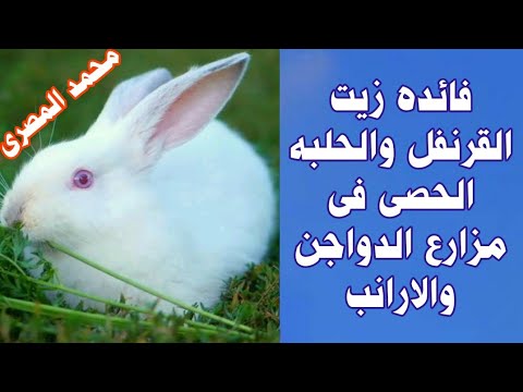 فائده زيت القرنفل والحلبه الحصى فى مزارع الدواجن والارانب